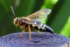 wasp.jpg