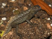 Lizard.jpg