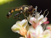 Hoverfly2.jpg
