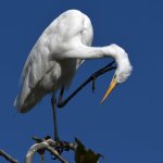 Egret5.jpg