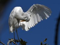 Egret8.jpg