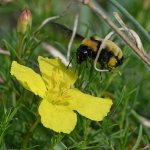 Bee.jpg
