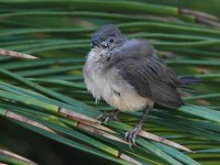 Whydah.jpg