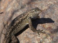 Lizard.jpg