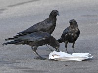 Crow8.jpg