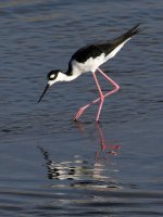 Stilt2.jpg