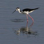 Stilt3.jpg