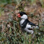 Whydah3.jpg