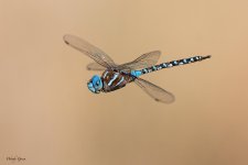 Dragonfly-342.jpg