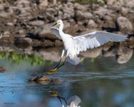 SnowyLanding-342.jpg