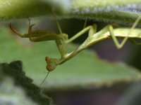 Mantis4.jpg