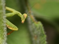 Mantis5.jpg