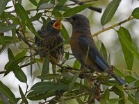 Bluebird.jpg