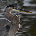 BlueHeron7.jpg