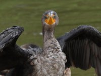 Cormorant.jpg