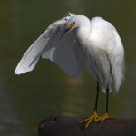 Egret5.jpg