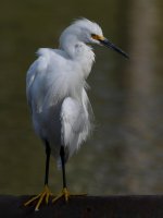 Egret10.jpg