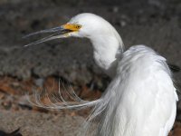 Egret5.jpg
