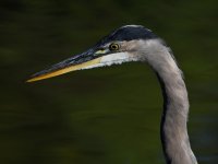 BlueHeron.jpg