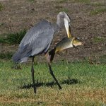BlueHeron3.jpg