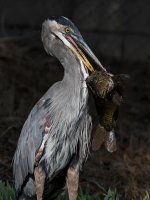 BlueHeron12.jpg