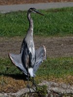 BlueHeron21.jpg