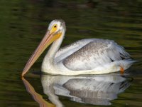 Pelican.jpg