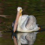 Pelican2.jpg