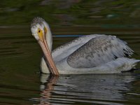 Pelican5.jpg