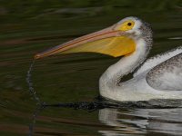 Pelican6.jpg