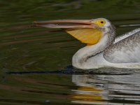 Pelican7.jpg