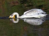 Pelican8.jpg