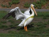Pelican13.jpg