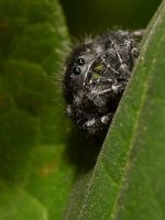 Spider2.jpg