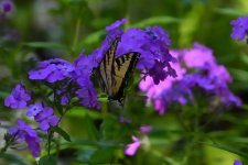 500_0016_01_cr_sm.jpg