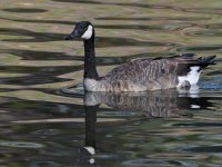Goose2.jpg