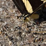 Swallowtail14.jpg
