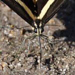Swallowtail19.jpg