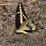 Swallowtail5.jpg