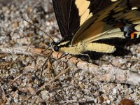 Swallowtail18.jpg