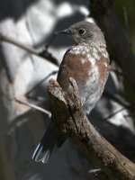 Bluebird.jpg