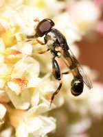 HoverFly.jpg