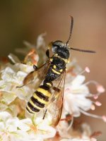Wasp4.jpg