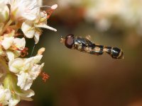 HoverFly2.jpg