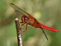 Dragonfly6.jpg