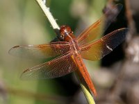 Dragonfly8.jpg
