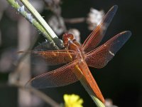 Dragonfly11.jpg