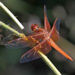Dragonfly13.jpg