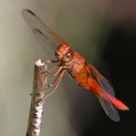 Dragonfly.jpg