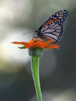Monarch.jpg